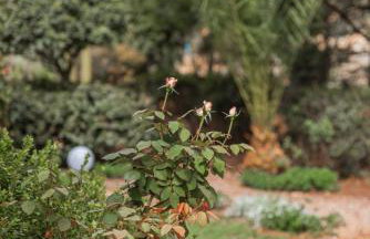 The Beach House - Foto 31