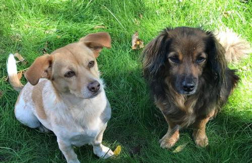 Reetdachhaus Rüxbüll - Foto 16