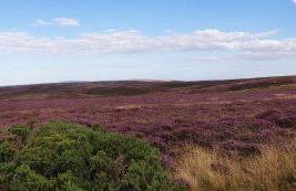 6 Guests - Bell Tent - Wood Stove - Parking - Foto 11