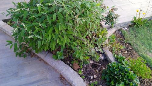 Provencal style home in Mediterranean seaside town - Foto 2, Garden