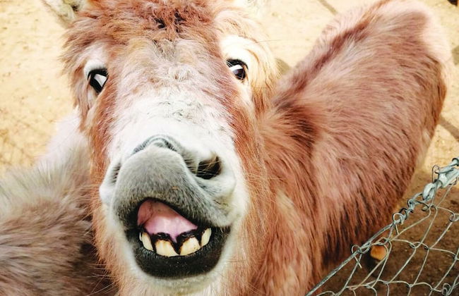 Il Daino Bianco Country Hotel - Foto 42