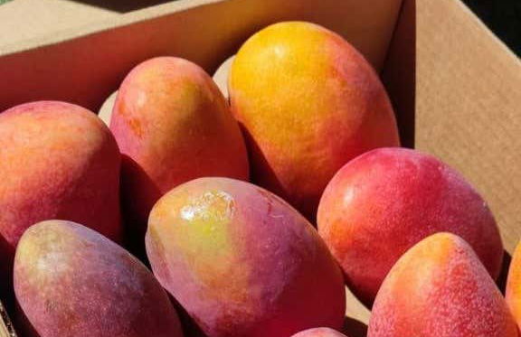 Visita a una finca de café y frutas tropicales - Foto 6