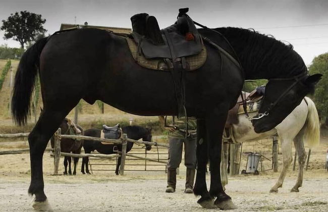 Country House Poggio Aione - Foto 58