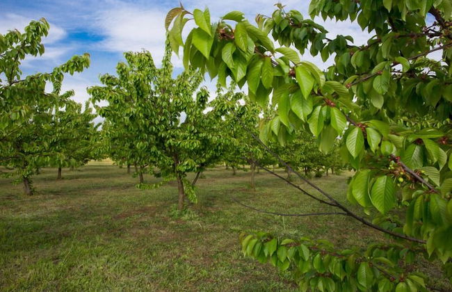 Tenuta Terre dei Latini - Foto 29