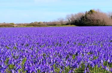 Trouz Ar Mor - Photo 20