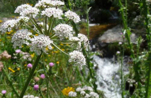 A Velha Casa - Foto 14