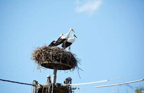 Ferienwohnung "Storchennest" - Foto 5