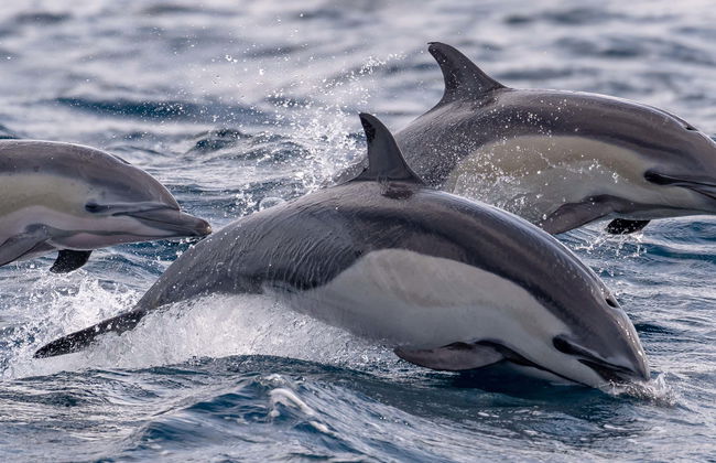 Avvistamento di delfini a Isla Aguada - Foto 3