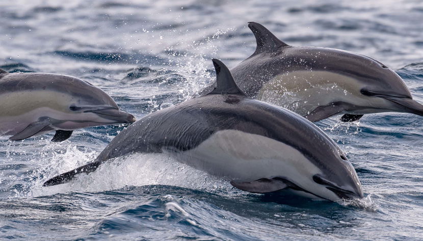 Avistamiento de delfines en Isla Aguada
