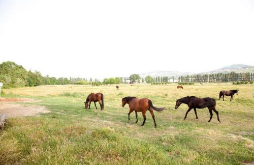 Agriturismo Villa Irelli - Photo 11