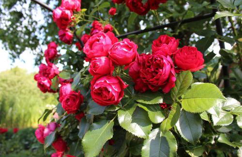 "Rosenkate 2" - Foto 19