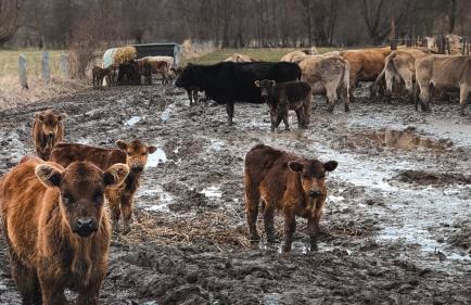 Masía Cal Kenyon - Foto 29