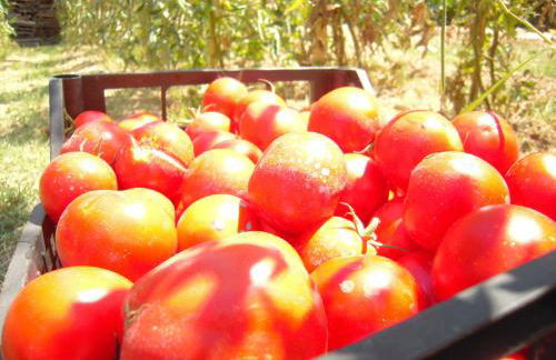 Agriturismo Ponterosa - Foto 55