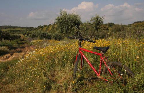 Quinta das Ratoeiras - Foto 34