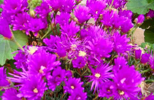 Country House With Big Garden - Photo 50