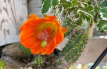 Apartments Petra - Photo 59