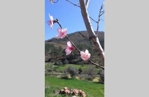 Palheirinho - Foto 5