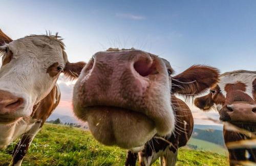 Altes Forsthaus - Fewo "Hasenhorn", mit privater Sauna, Todtnau- Feldberg - Foto 34