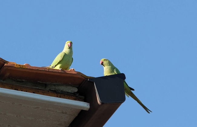 Affittacamere Campus Trigoria - Foto 31