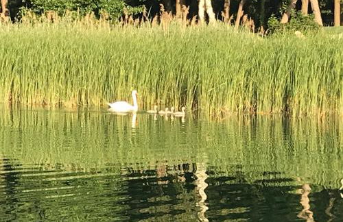 Erholungshaus "Kolibri" direkt in WandlitzWald See, Haustiere - Photo 20