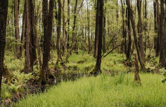 Dziki Las - domki na drzewach - Foto 37