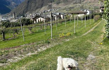 Bon Chalet Tirano - Bernina Express Apartment - Foto 26