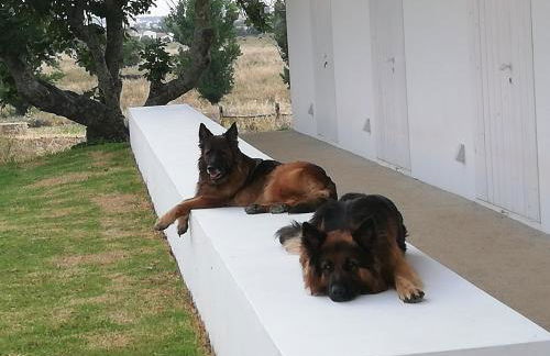 Monte Da Azarujinha - Foto 48