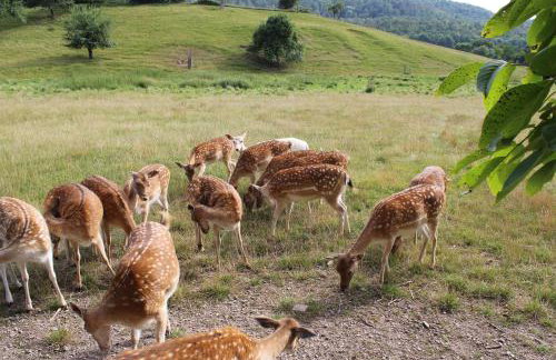 Ferienwohnung Forellenhof - Foto 18
