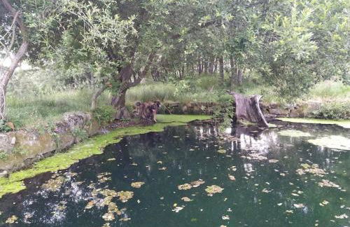 Quinta do Borges 2 - Foto 18