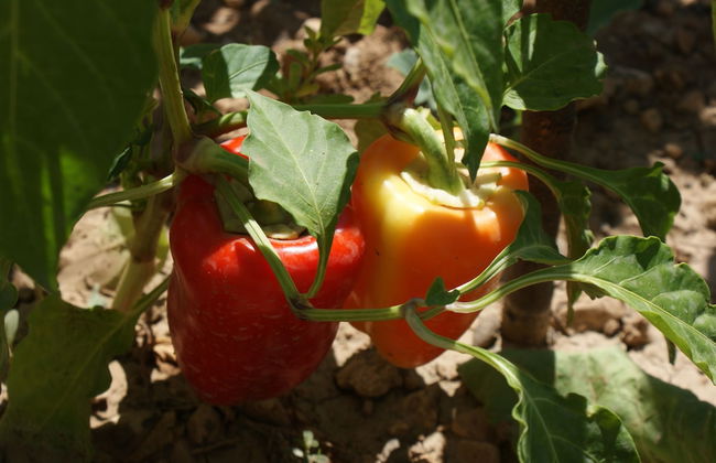 Villa Tonka - Photo 54