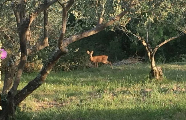 Villa Bella - Foto 24