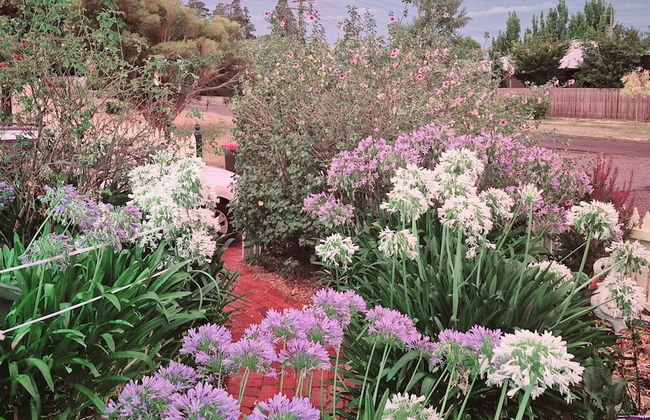 Abelia Cottage of Daylesford Botanical - Foto 6