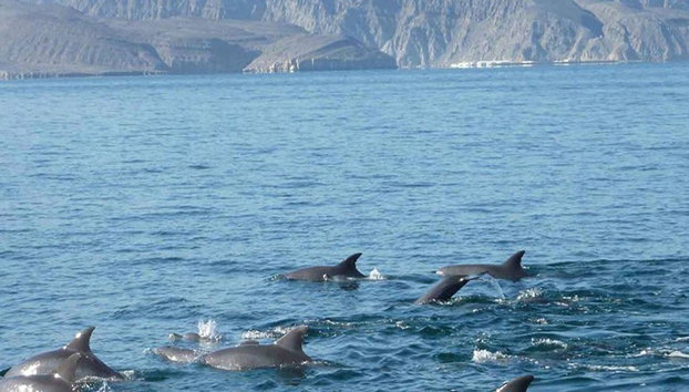 Dolphin Watching Boat Tour - Photo 3
