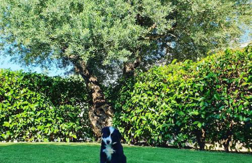 Masseria Strada Agriturismo - Foto 62