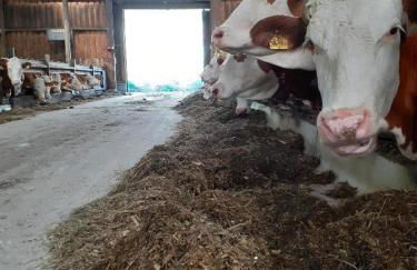 Mattheishof - Foto 15