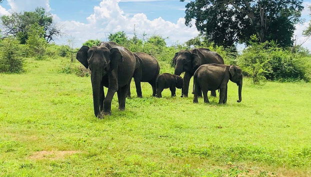 Elefantes asiáticos
