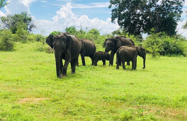 Safari privé dans le Parc National d'Udawalawe - Photo 4