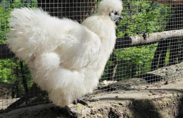 La roulotte rose rouge - Foto 10