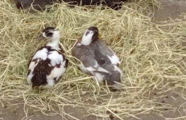 Schäferwagen auf'm Minibauernhof in Munster - Foto 36