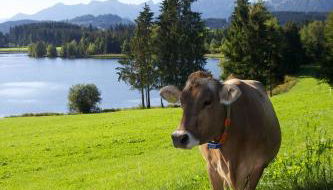 Ferienhof Paulsteiner Goldhasen - Foto 4