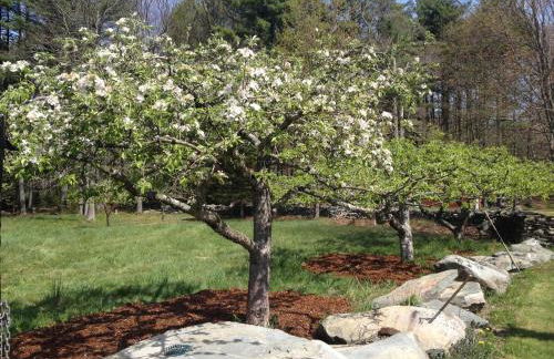 Apple Orchard & Forest Retreat with Woodland Pond - Foto 39