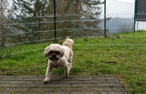 FeWo Harzer Weitblick, bis 2 Hunde Willkommen, W-Lan, 2x Smart TV, DTV 4 Sterne, 4 Pfoten - Foto 40