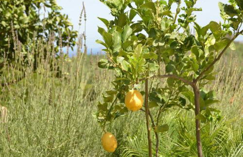 Baglio Poma - Foto 42