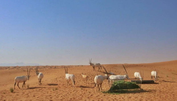Day Trip to Ajman Desert - Foto 2