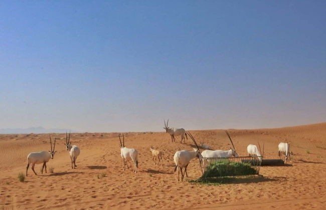 Day Trip to Ajman Desert - Foto 2