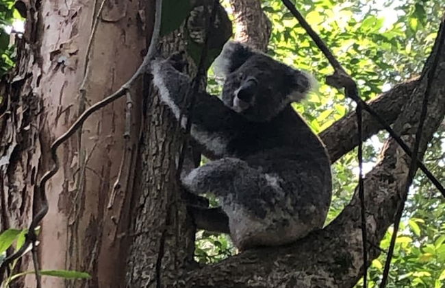 Wanderers Retreat Port Stephens - Photo 80