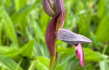 Quinta do Areal - Foto 45