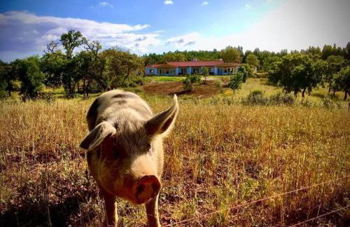 Cerro da Campaniça - Foto 2