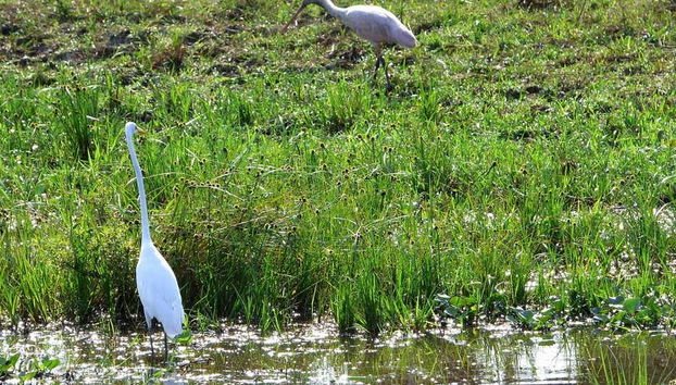 Garzas en la laguna Coitarama