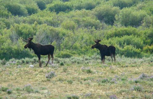 Cozy Cora Studio Cabin with Wind River Mtn Views - Photo 24